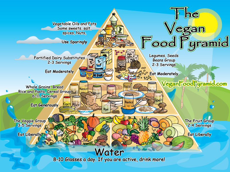animal food chain pyramid. foods derived from animal